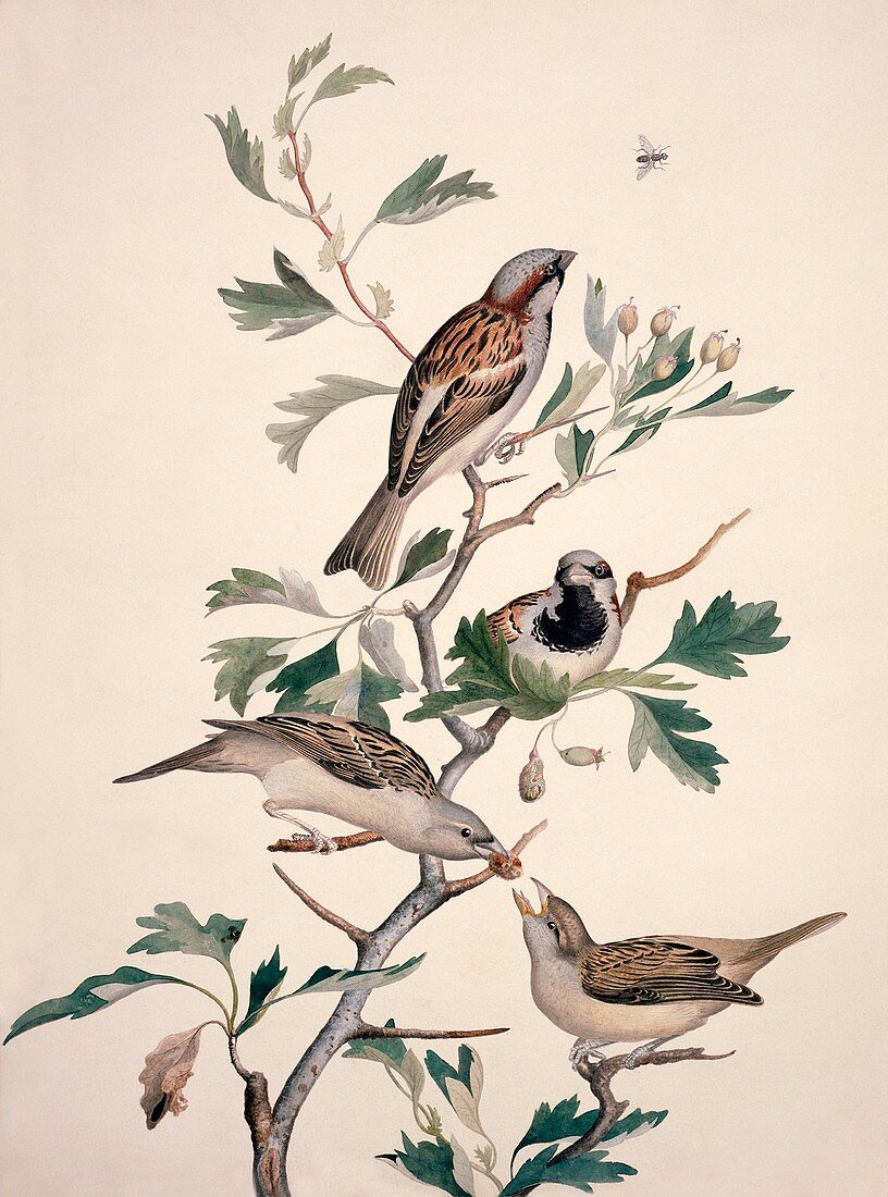 House sparrow,19th century