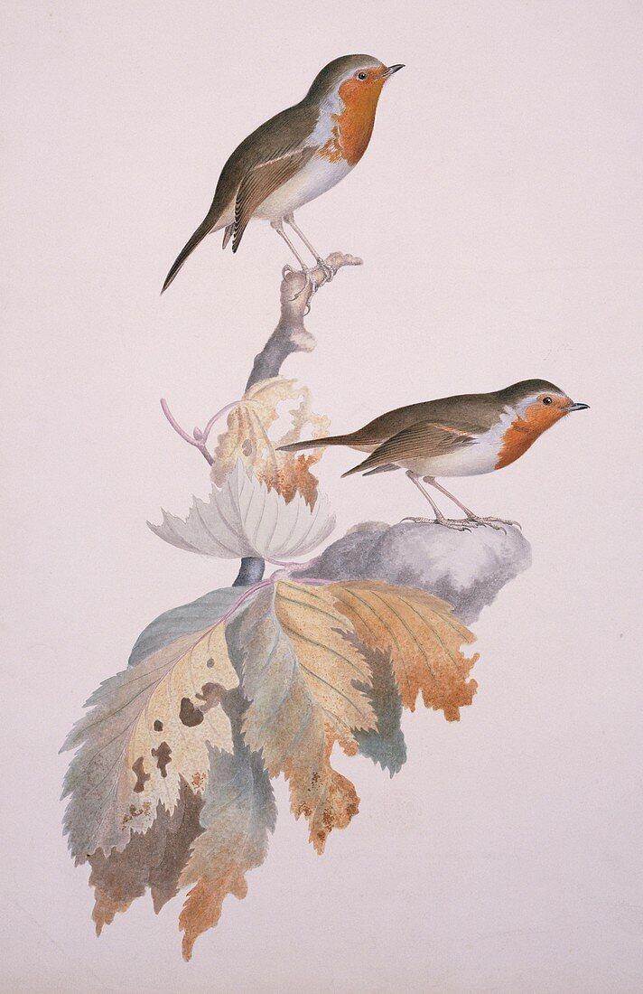 European robins,19th century artwork