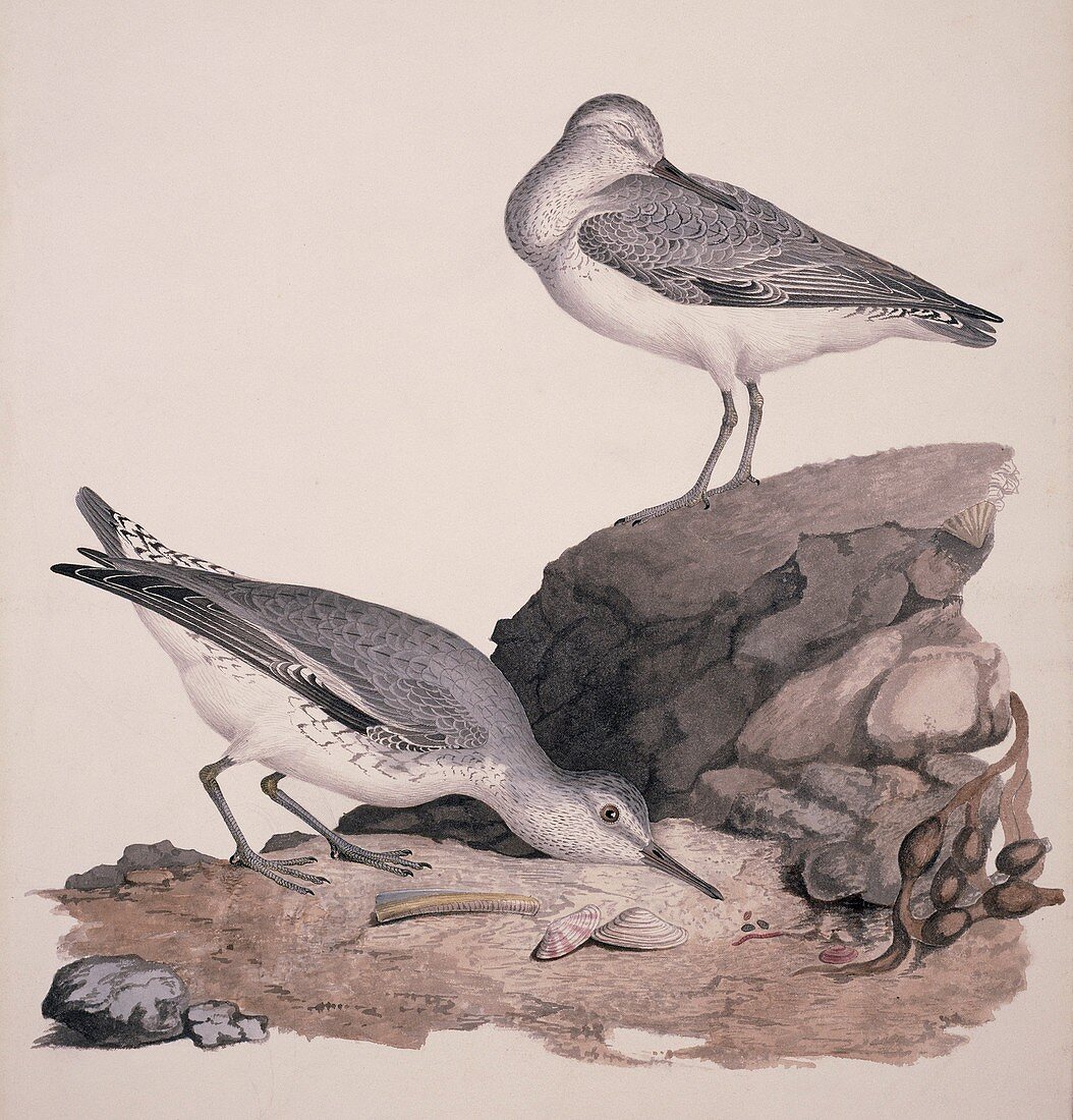 Red knot,19th century