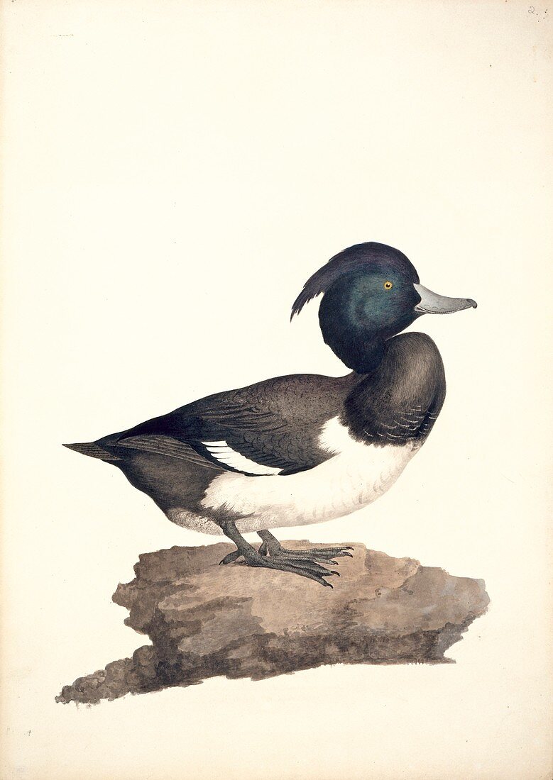 Tufted duck,19th century