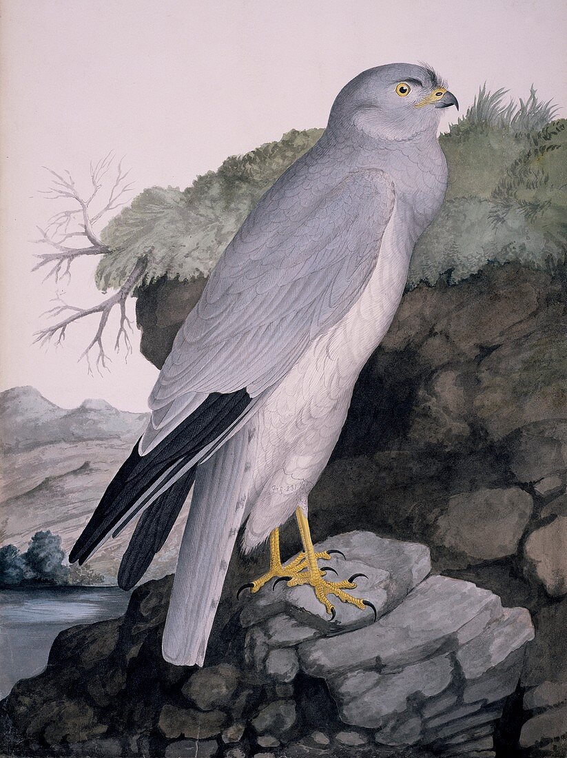 Hen harrier,19th century