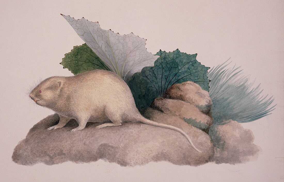 European water vole,19th century artwork