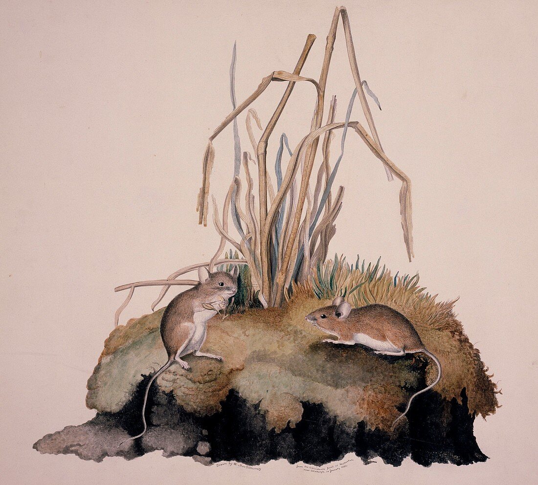 Wood mice,19th century artwork