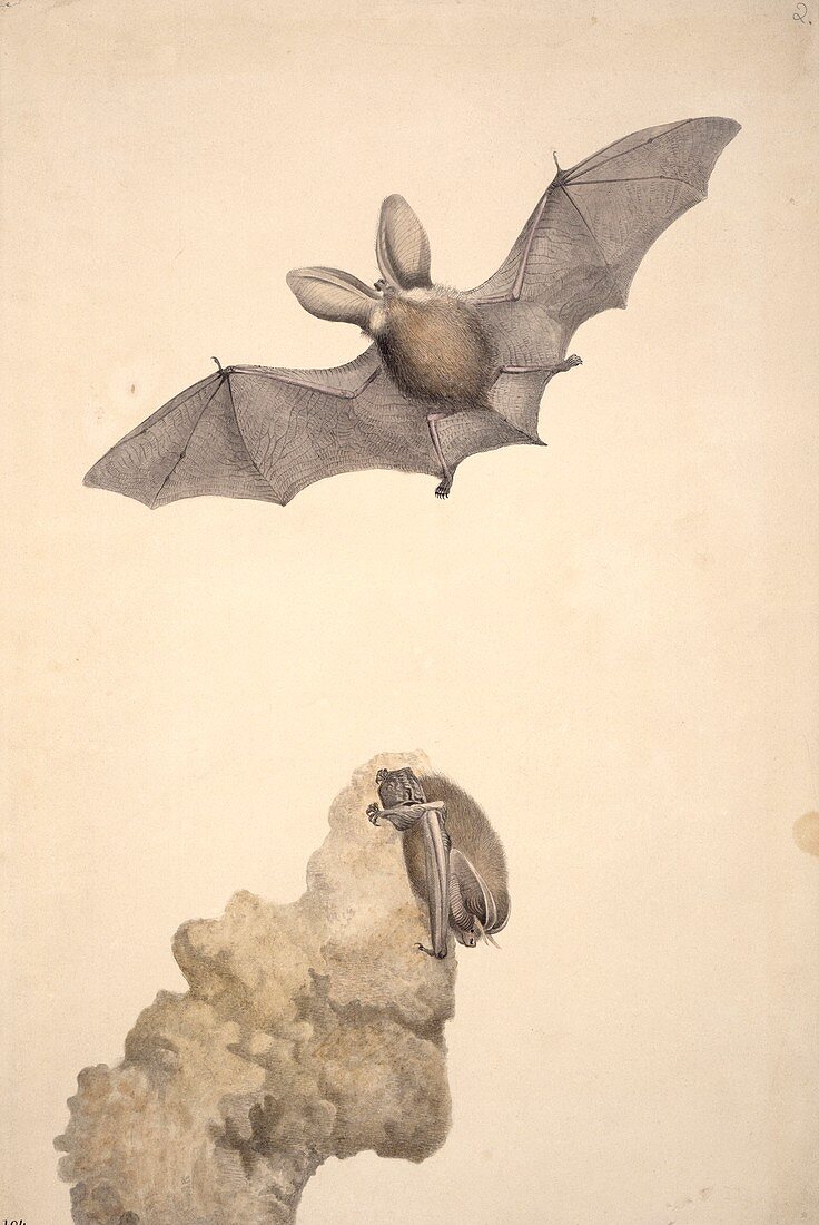 Brown long-eared bat,artwork