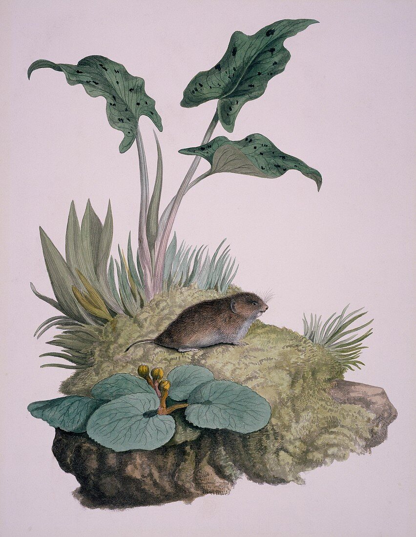 Field vole,19th century artwork
