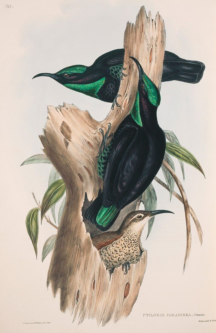 Paradise riflebirds,19th century artwork