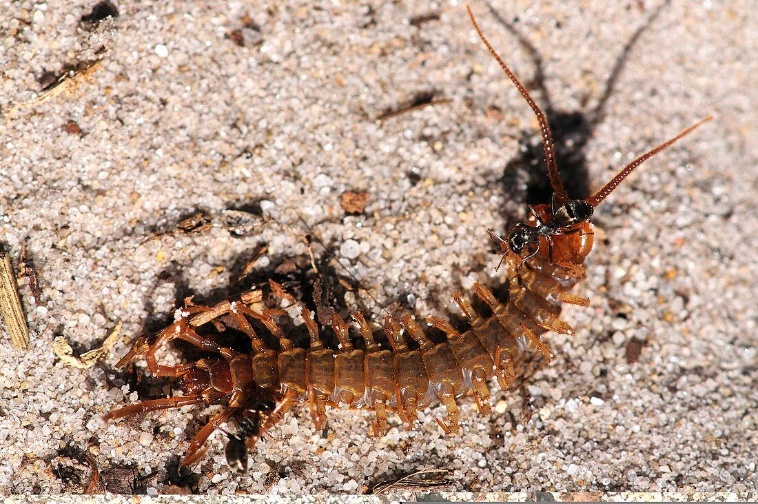 Centipede and ants