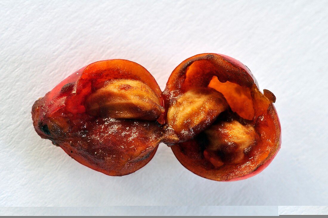 Holly berry (Ilex aquifolium)