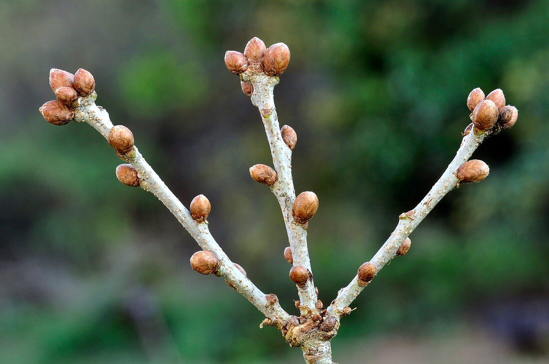 Oak (Quercus robur)