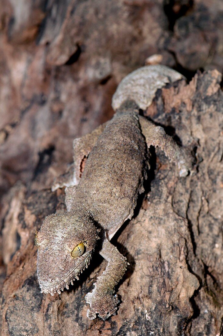 Giant leaf-tailed gecko