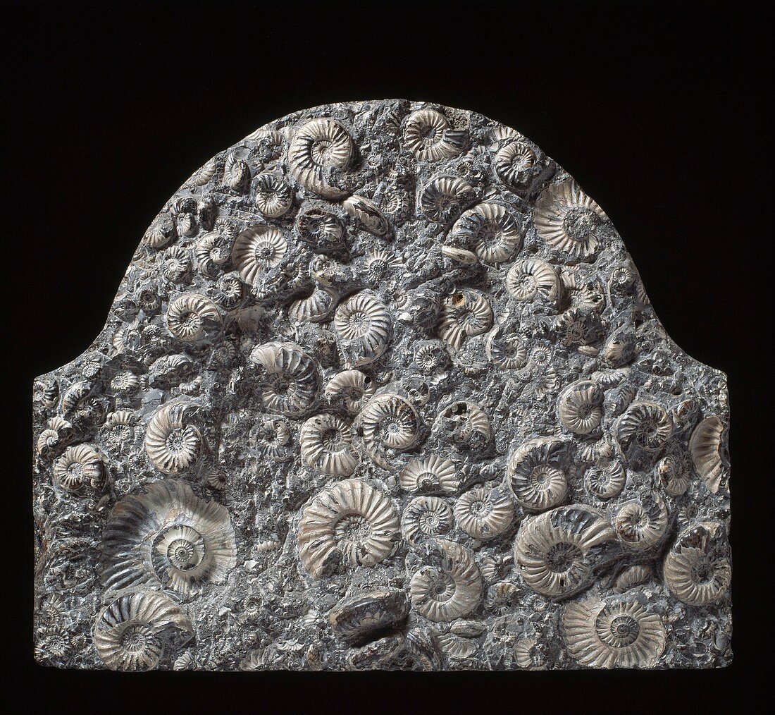 Ammonite memorial stone