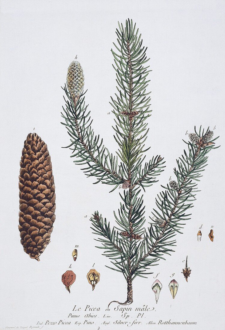 Norway spruce,historical artwork