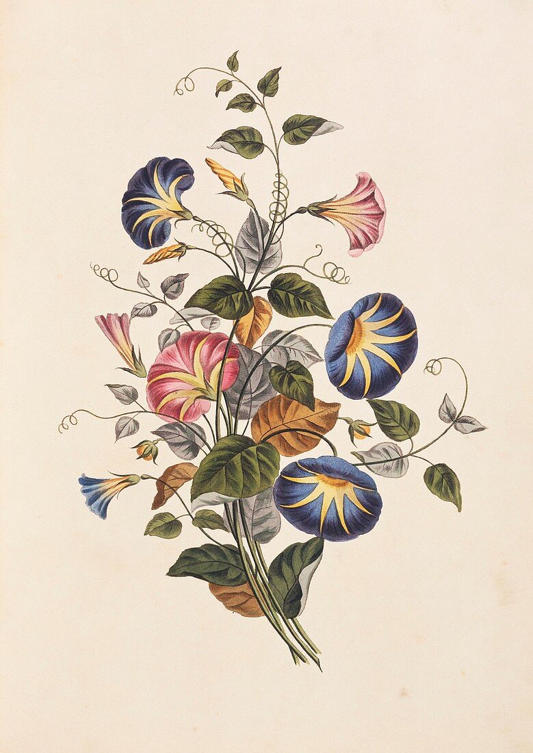 Morning glory flowers,19th century