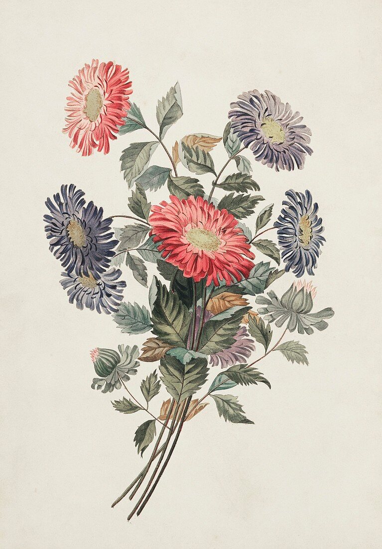 China aster flowers,19th century
