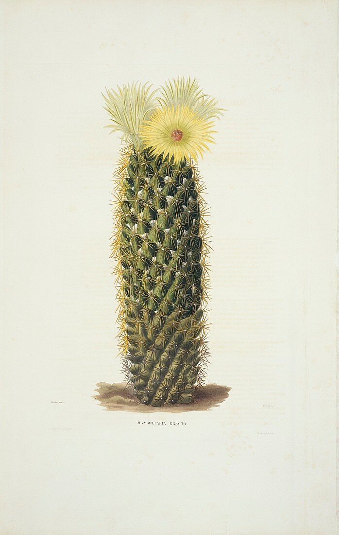 Mammillaria erecta cactus,artwork