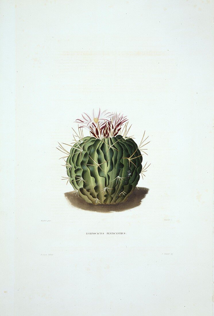 Echinocactus pentacanthus cactus,artwork