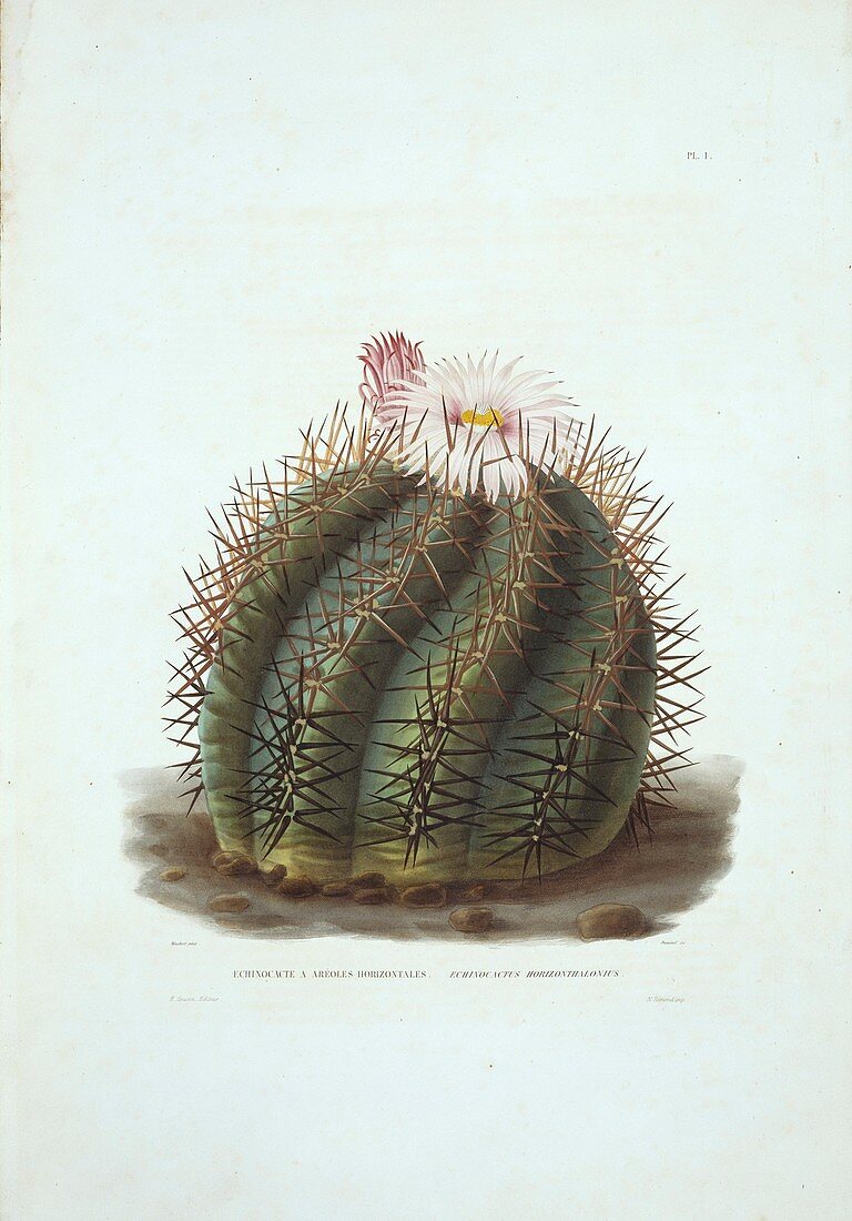 Echinocactus horizonthalonius cactus
