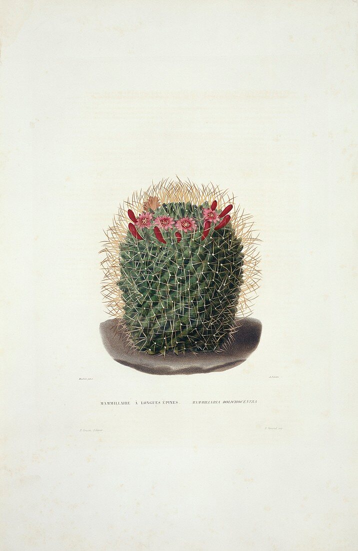 Mammillaria dolichocentra cactus,artwork