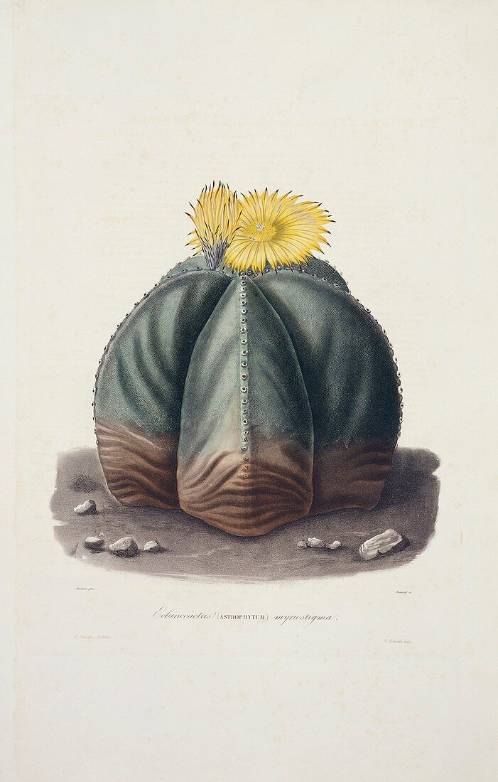 Echinocactus myriostigma cactus,artwork