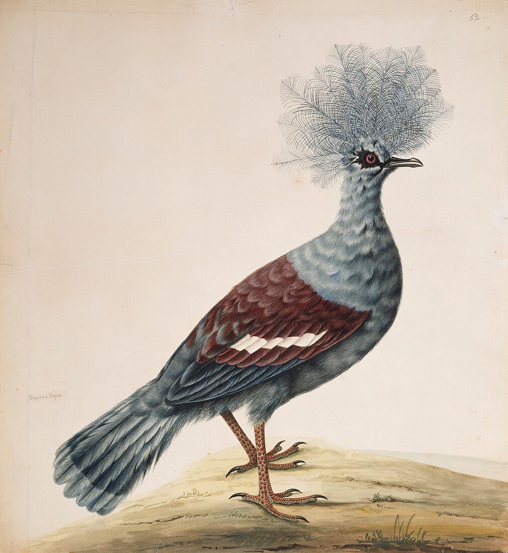 Western crowned pigeon,artwork