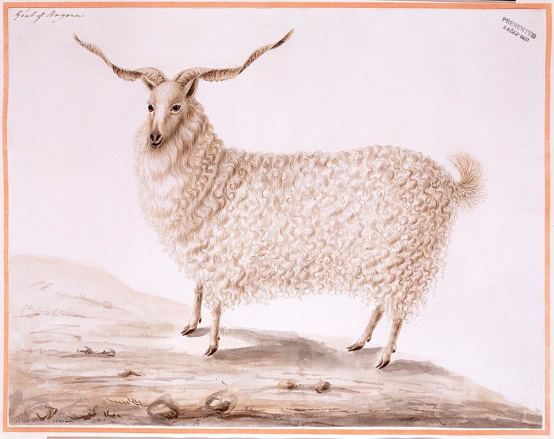 Angora goat,18th century