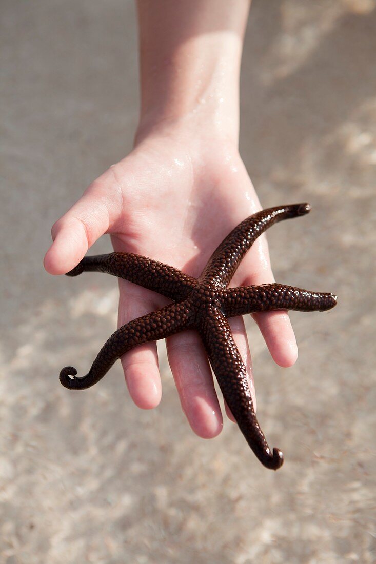 Starfish,Turquoise bay,Australia