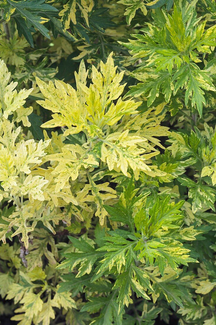 Artemisia vulgaris 'Oriental limelight'