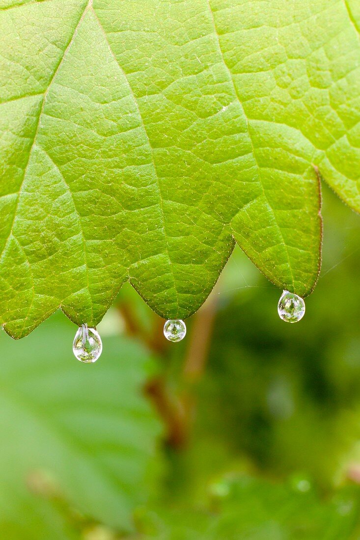 Leaf of a grapevine showing guttatio