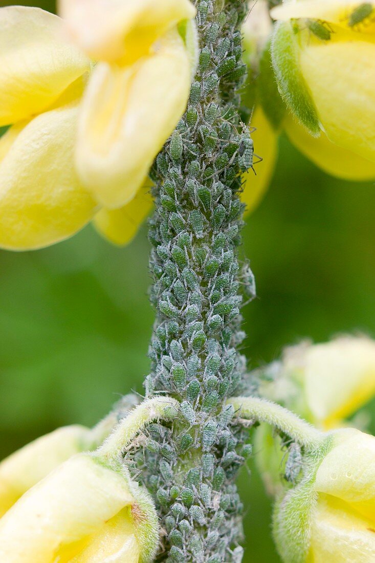 Infestation of lupin aphids on a lupin