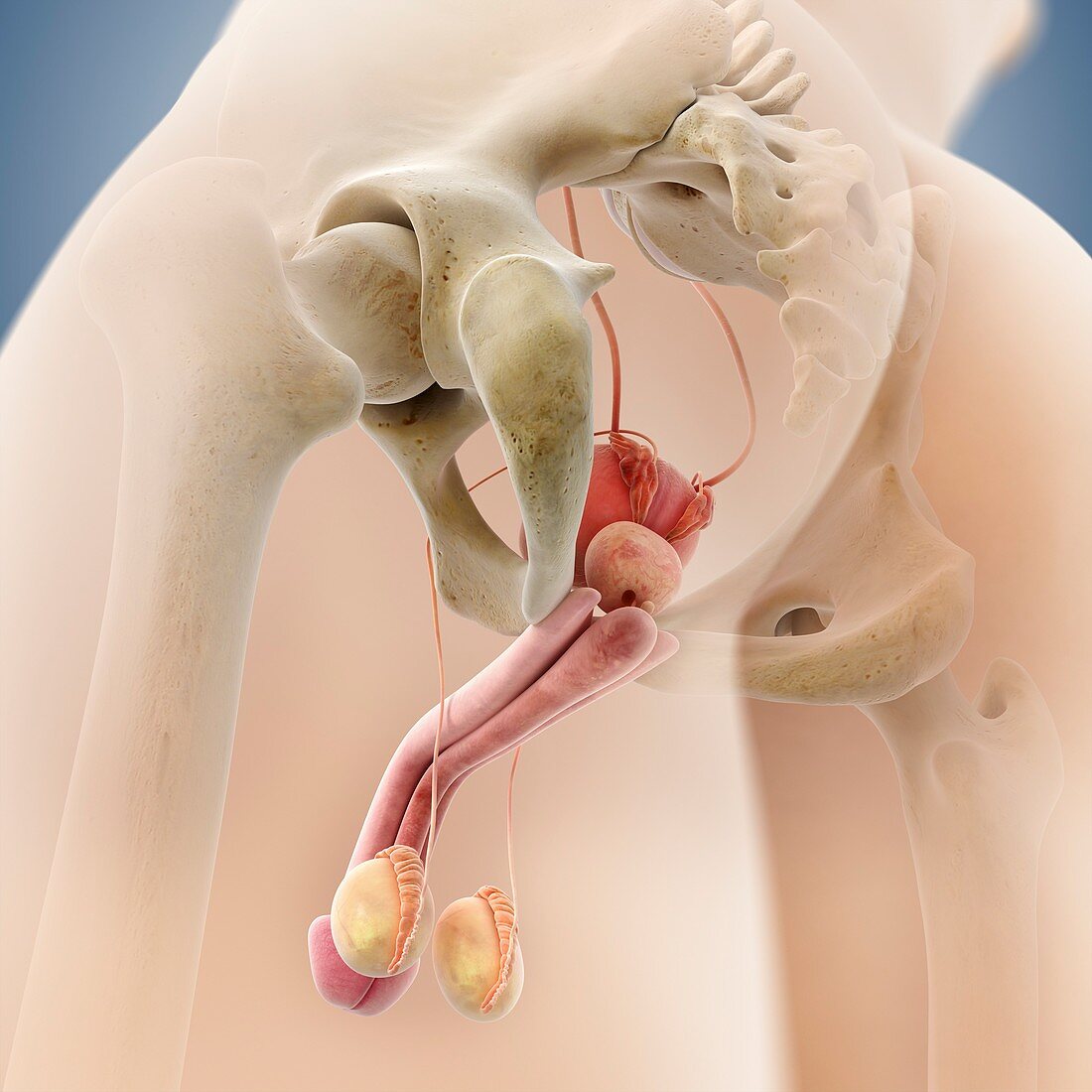 Male genitourinary system,artwork