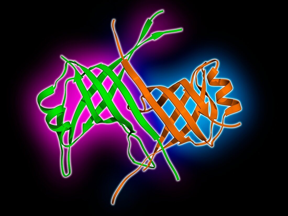 Mitochondrial DNA binding protein