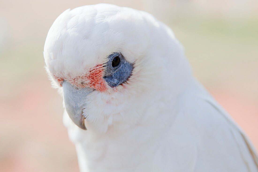 White Cockatoo,Exmouth,Australia