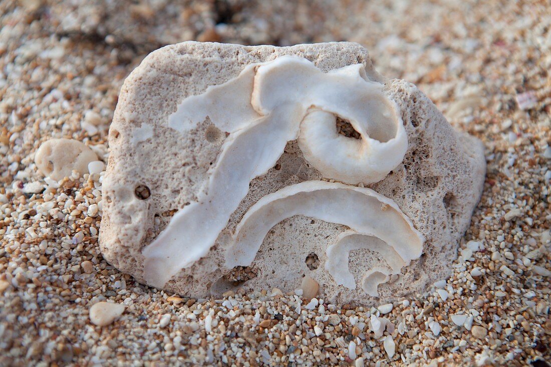 Trace fossil,Western Australia