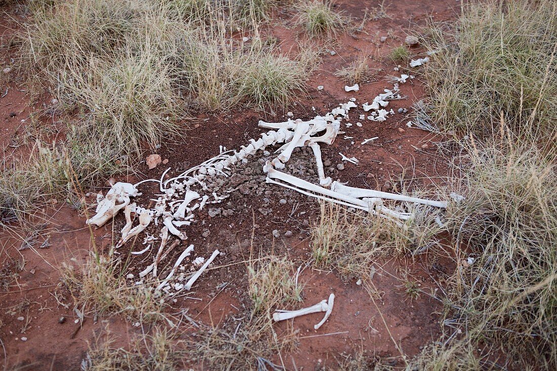 Kanagroo skeleton