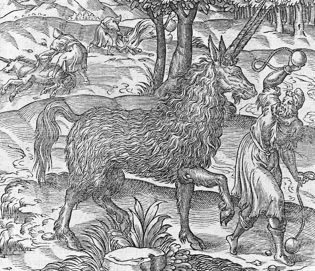 Arabian horned creature,16th century