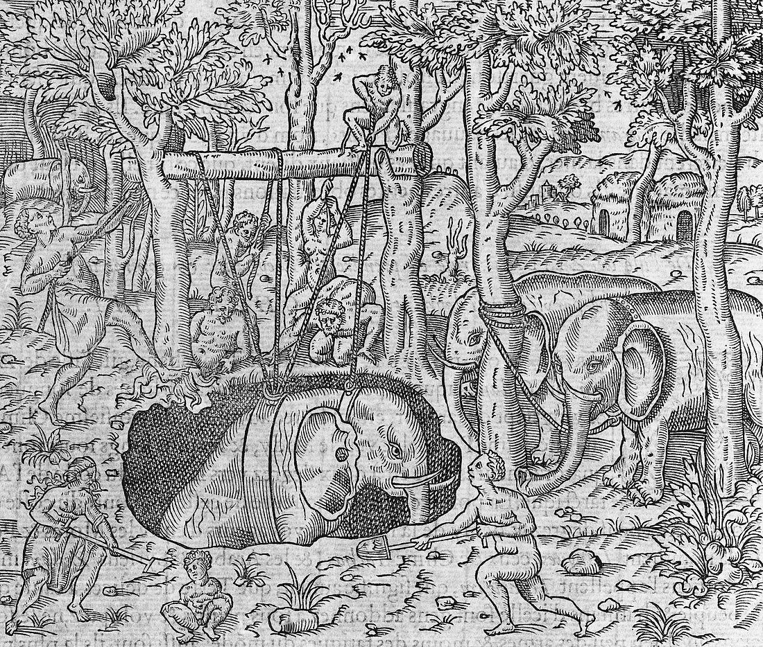 Elephant trapping,16th century