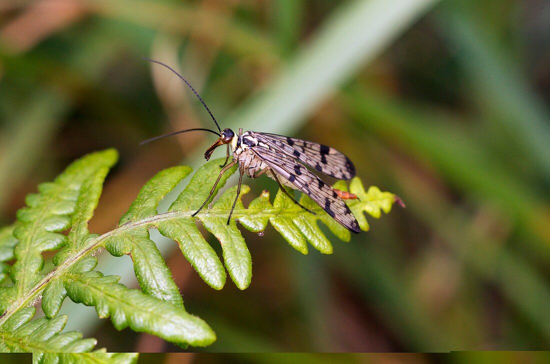 Scorpion Fly or Panorpa communis
