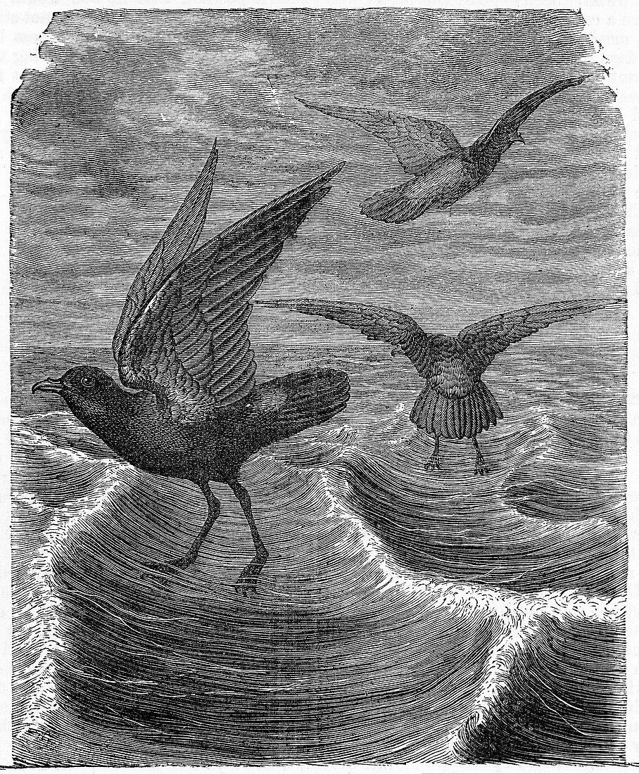 Storm petrels at sea,19th century