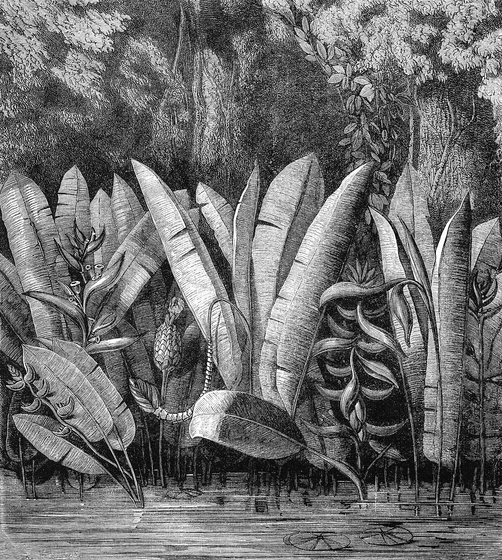 South American lagoon,19th century