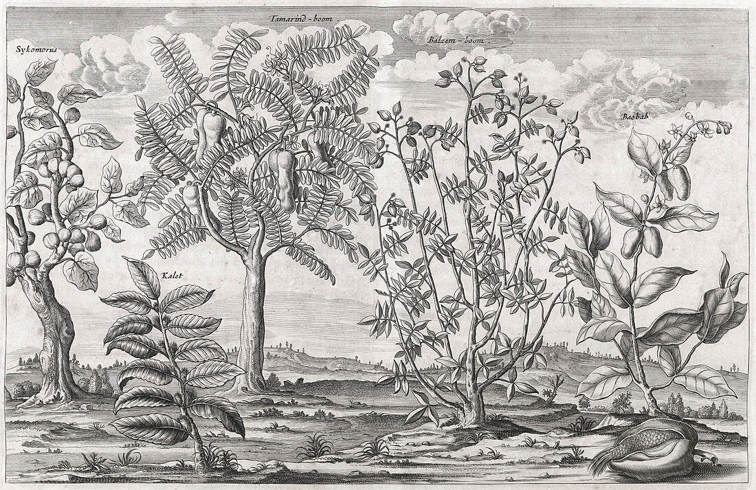 African plants,17th century