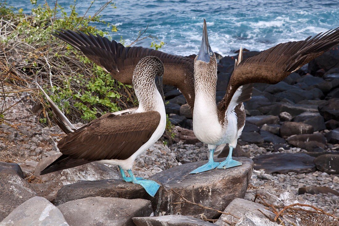 Blue-footed booby courtship display