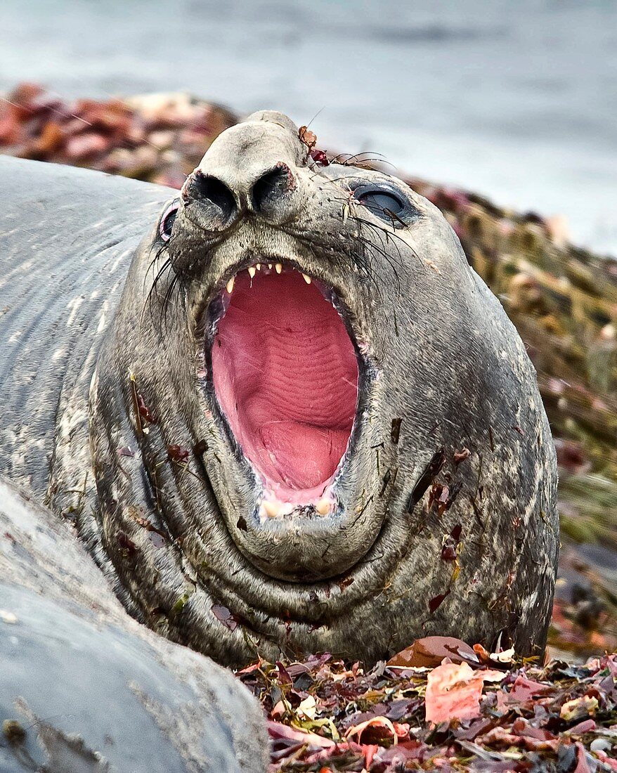 Southern elephant seal roaring