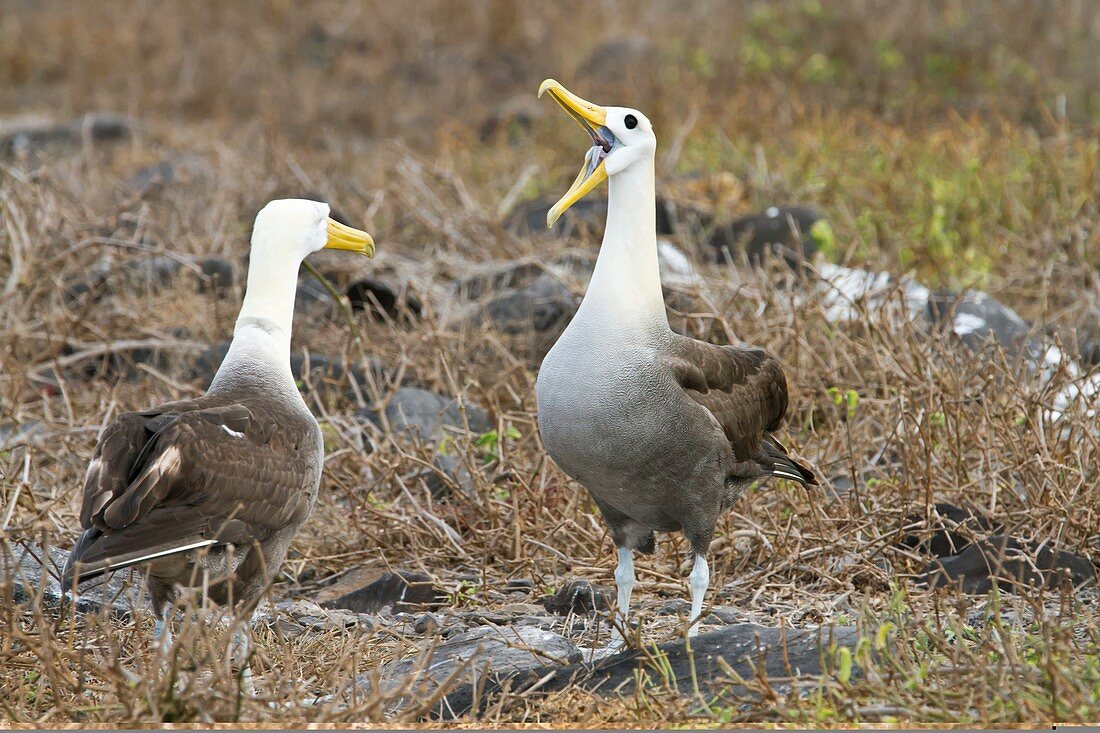 Waved albatross courtship display