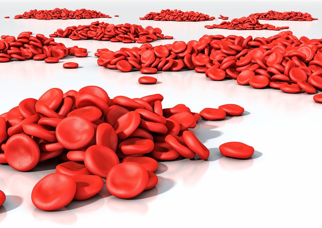 Red blood cells (erythrocytes),artwork