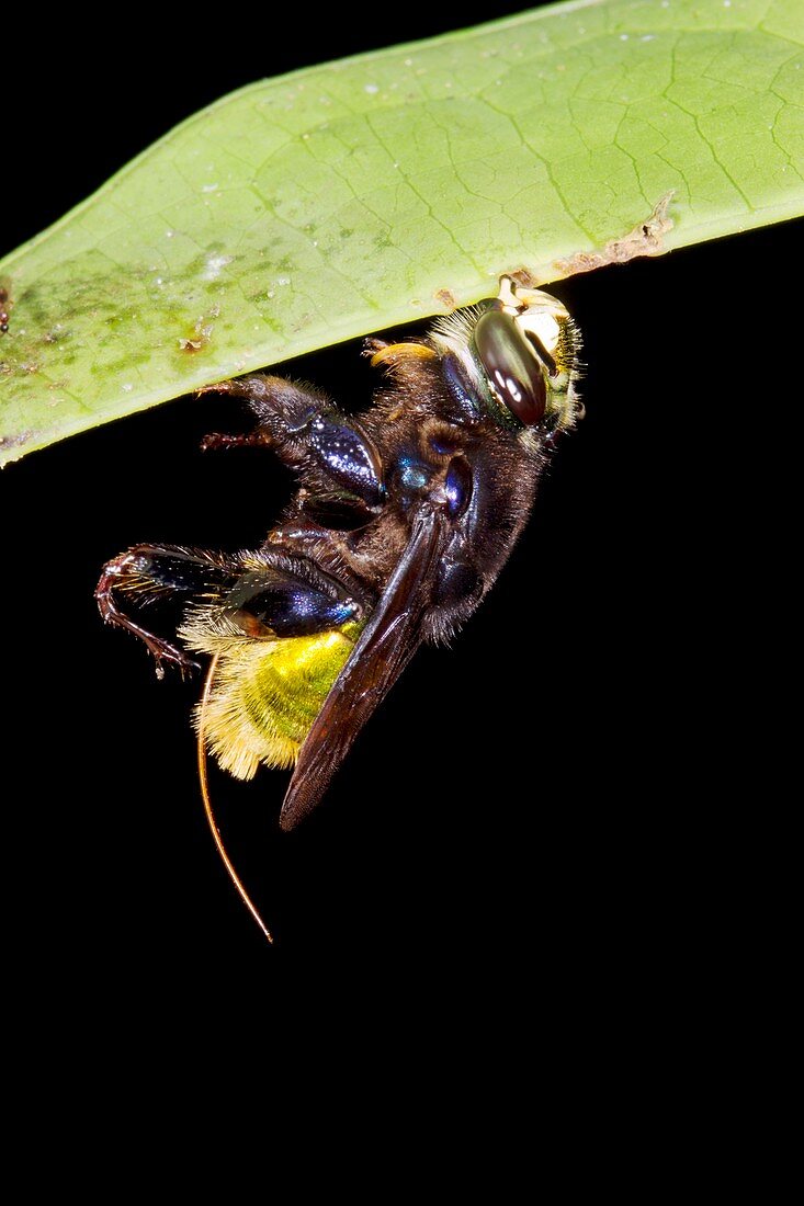 Stingless bee sleeping,Ecuador