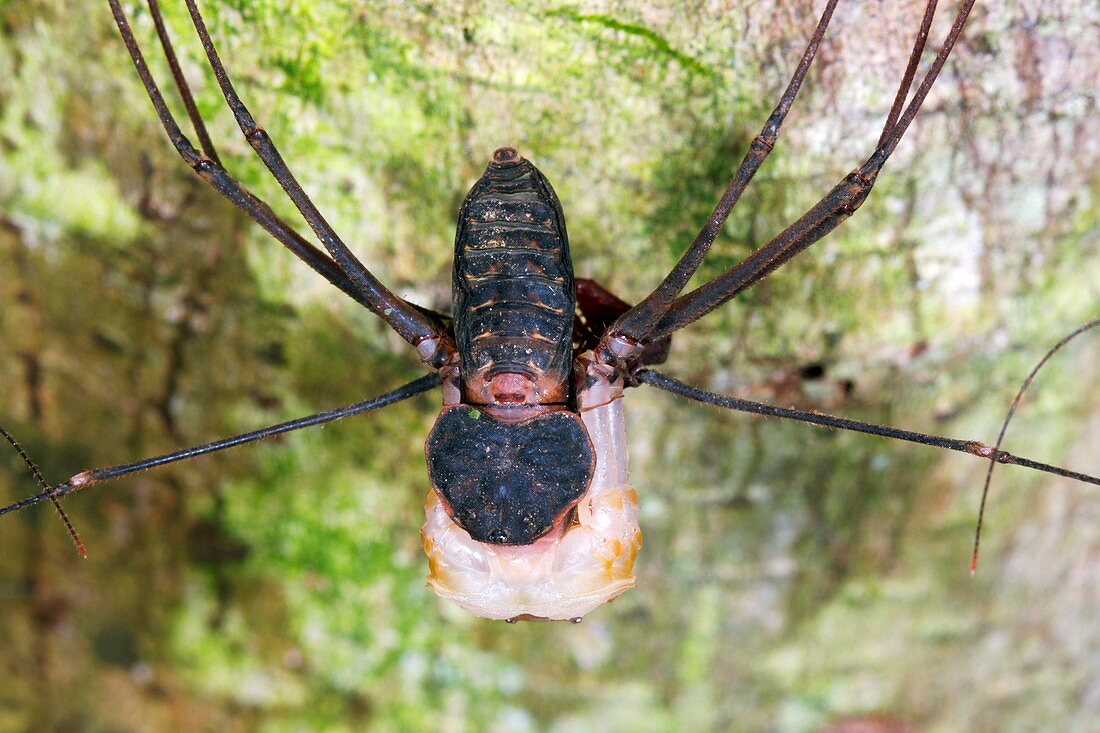 Tailless whip scorpion shedding its skin