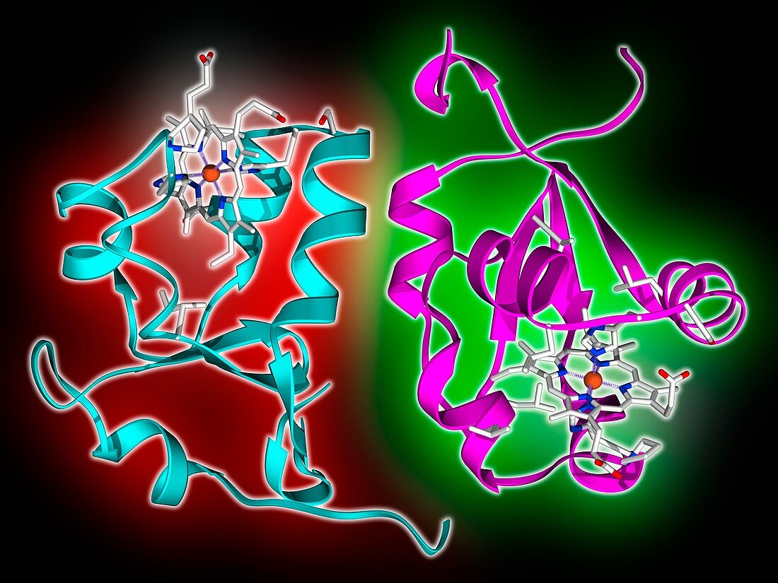 Cytochrome b5 molecules