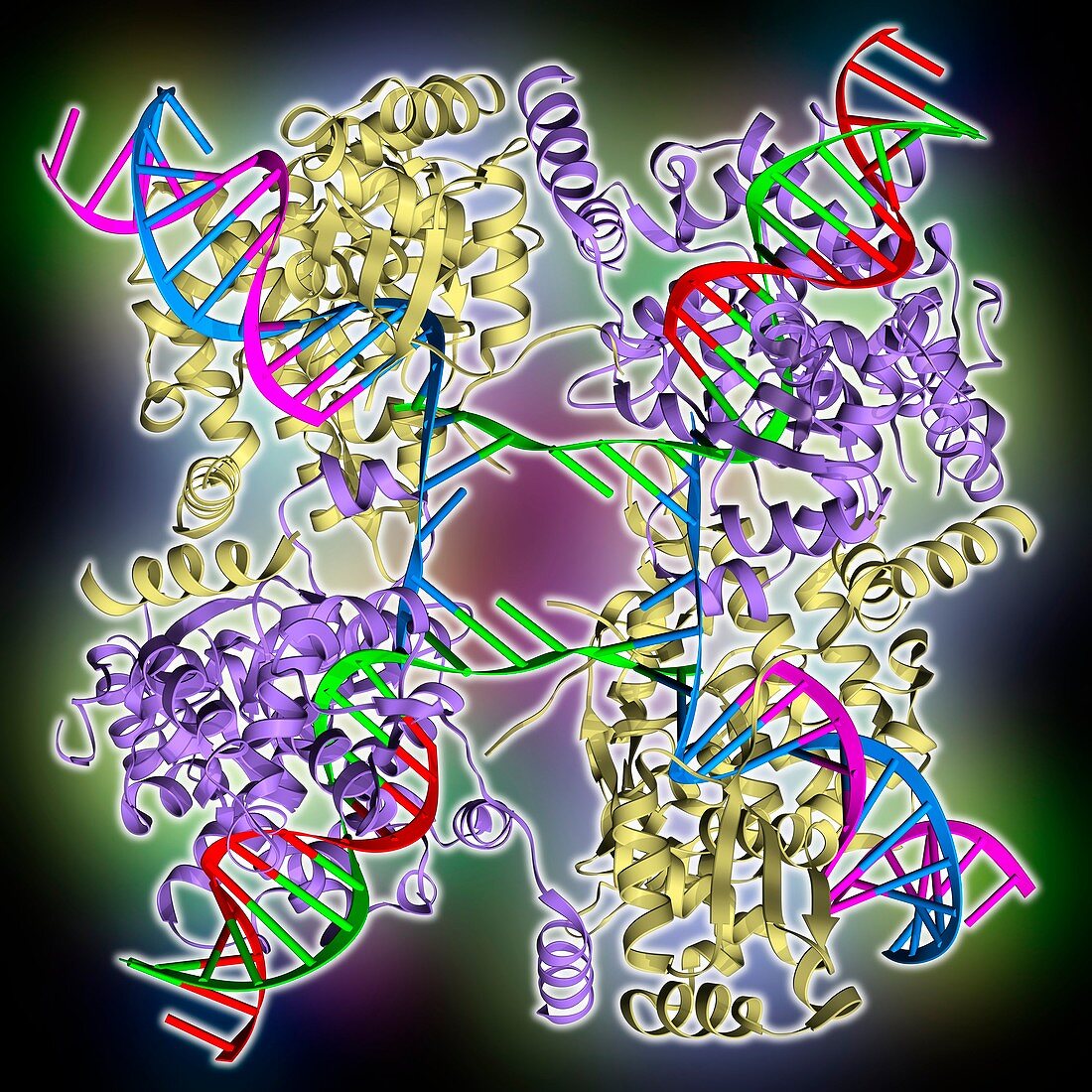 DNA Holliday junction complex