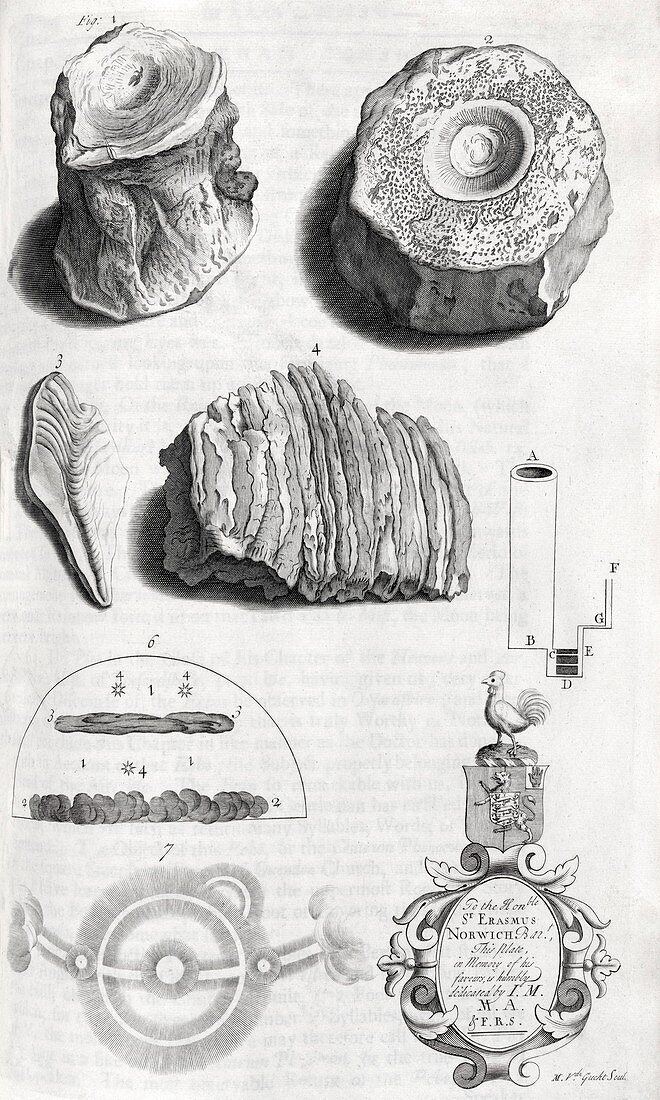 Natural history specimens,18th century