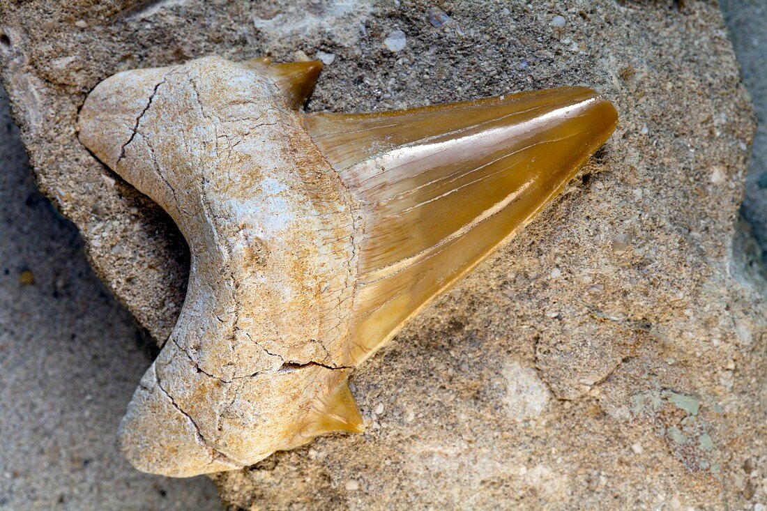 Fossilised shark tooth